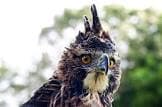 resource/product-images/ColumbiaMountainHawk2.jpg