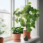 resource/product-images/IKEAFEJKA2.jpg