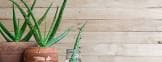 resource/product-images/KoctasAloeVera2.jpg