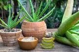 resource/product-images/KoctasAloeVera3.jpg